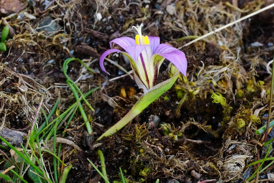 Romulea ramiflora?